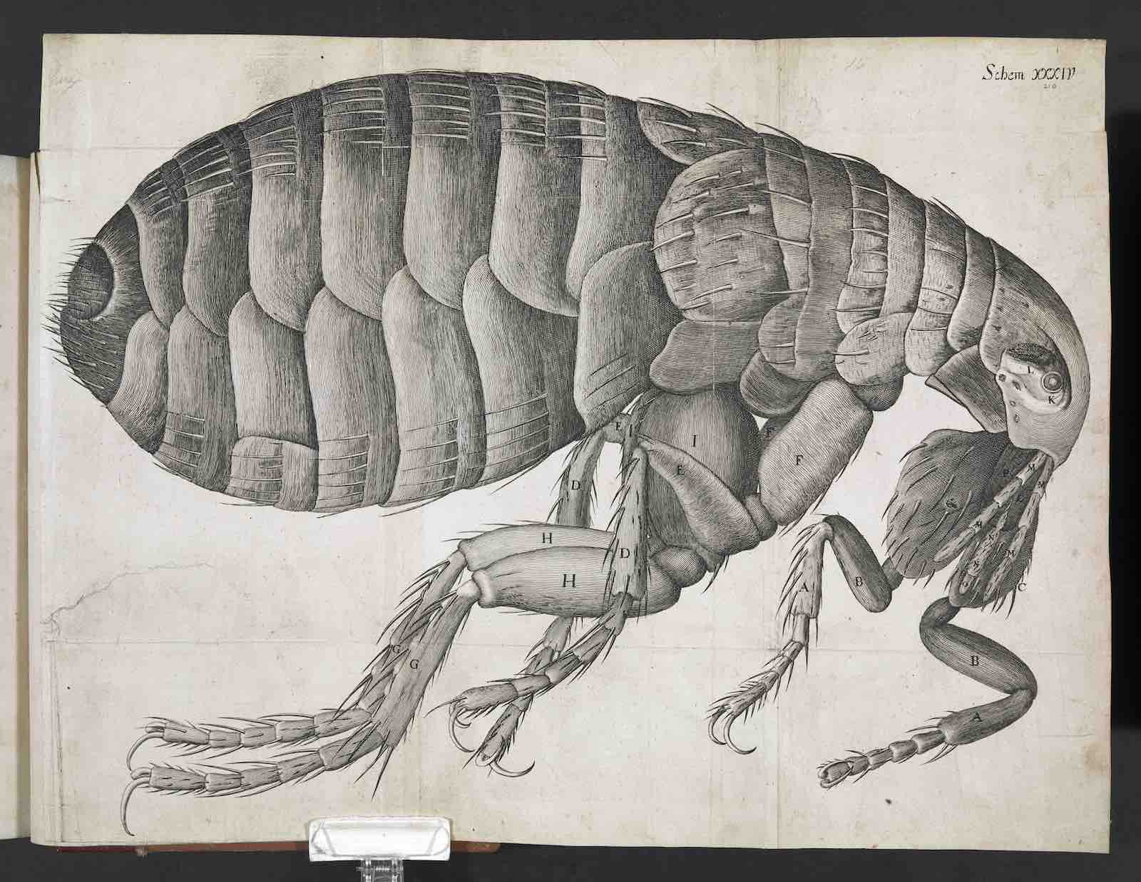Micrographia by Robert Hooke