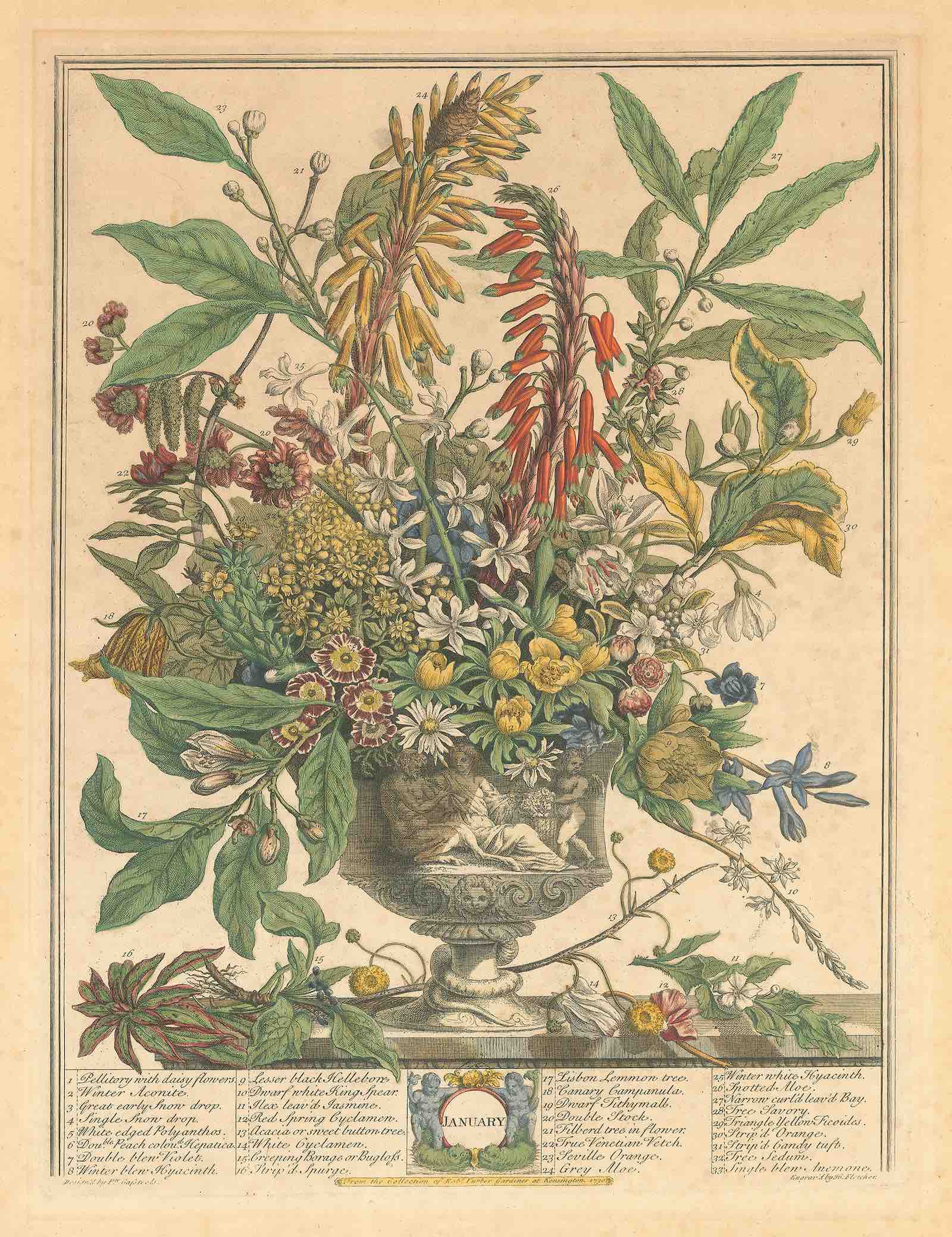 Robert Furber, Twelve Months of Flowers