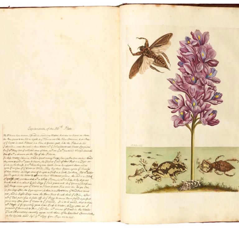 Maria Sibylla Merian, Dissertatio de generatione et metamorphosibus insectorum Surinamensium