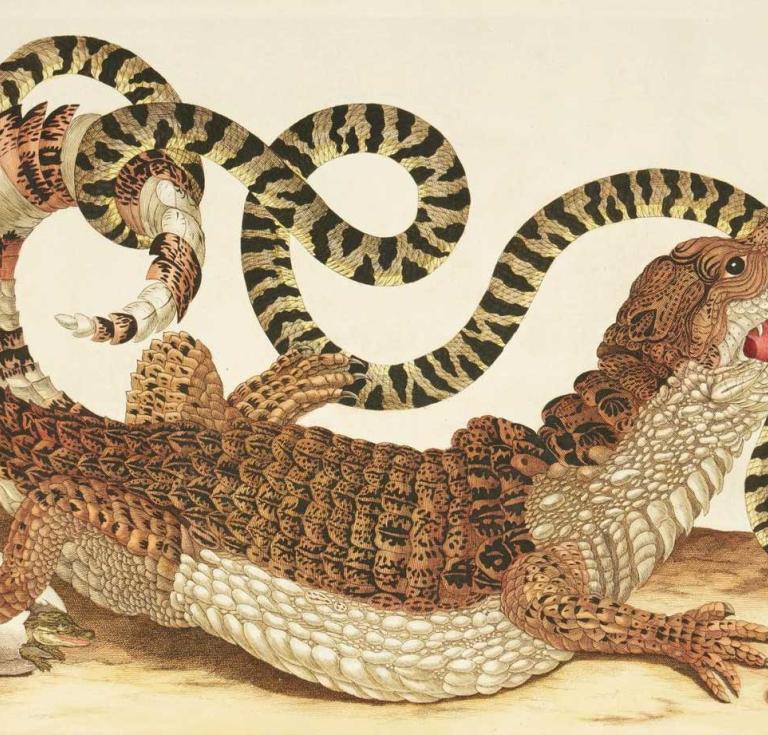 Illustration from Maria Sibylla Merian